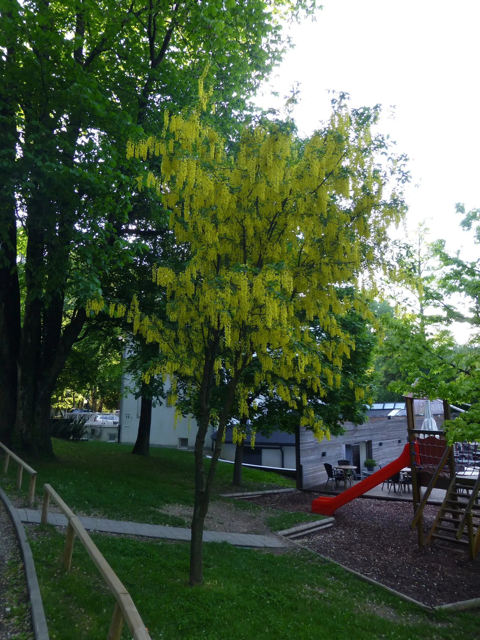 Goldenchain Tree (Laburnum Anagyroides) — it's imperative to note that all parts of the plant are highly toxic if ingested