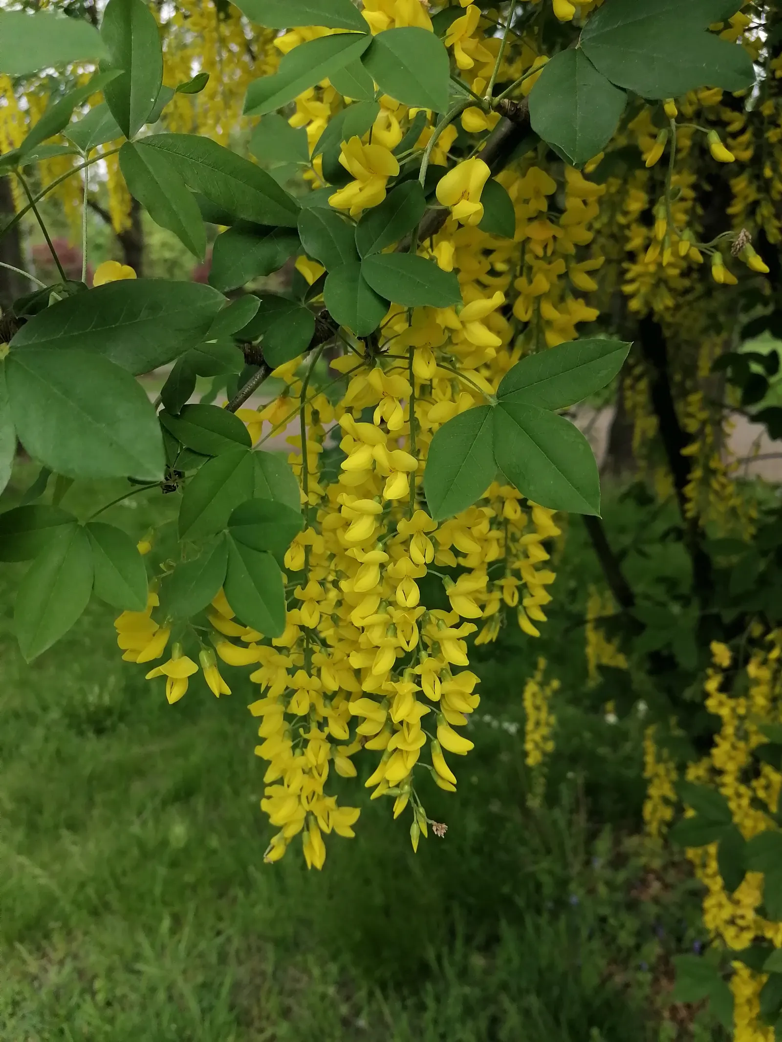 Goldenchain Tree (Laburnum Anagyroides) — Prefers well-draining soil and full sun to partial shade; tree for full or half