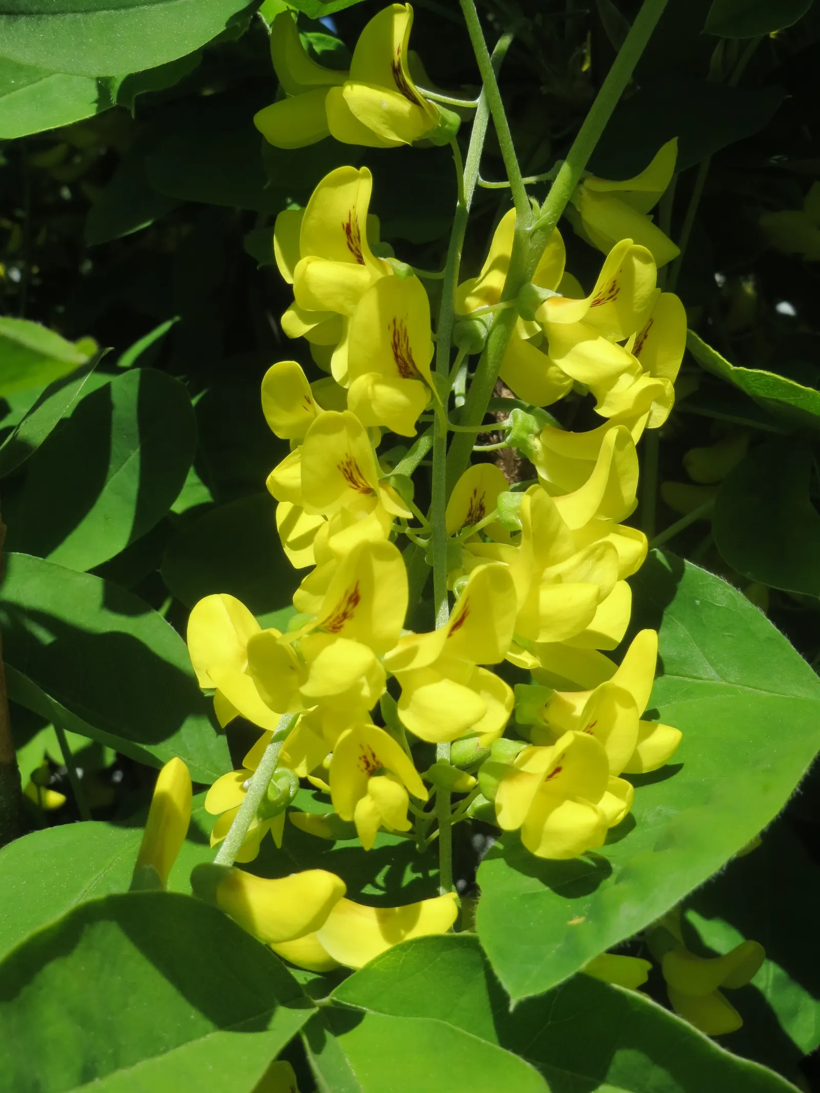 Goldenchain Tree (Laburnum Anagyroides) — Thriving in USDA hardiness zones 5 to 7; it's imperative to note that all parts of the plant are highly, image 85
