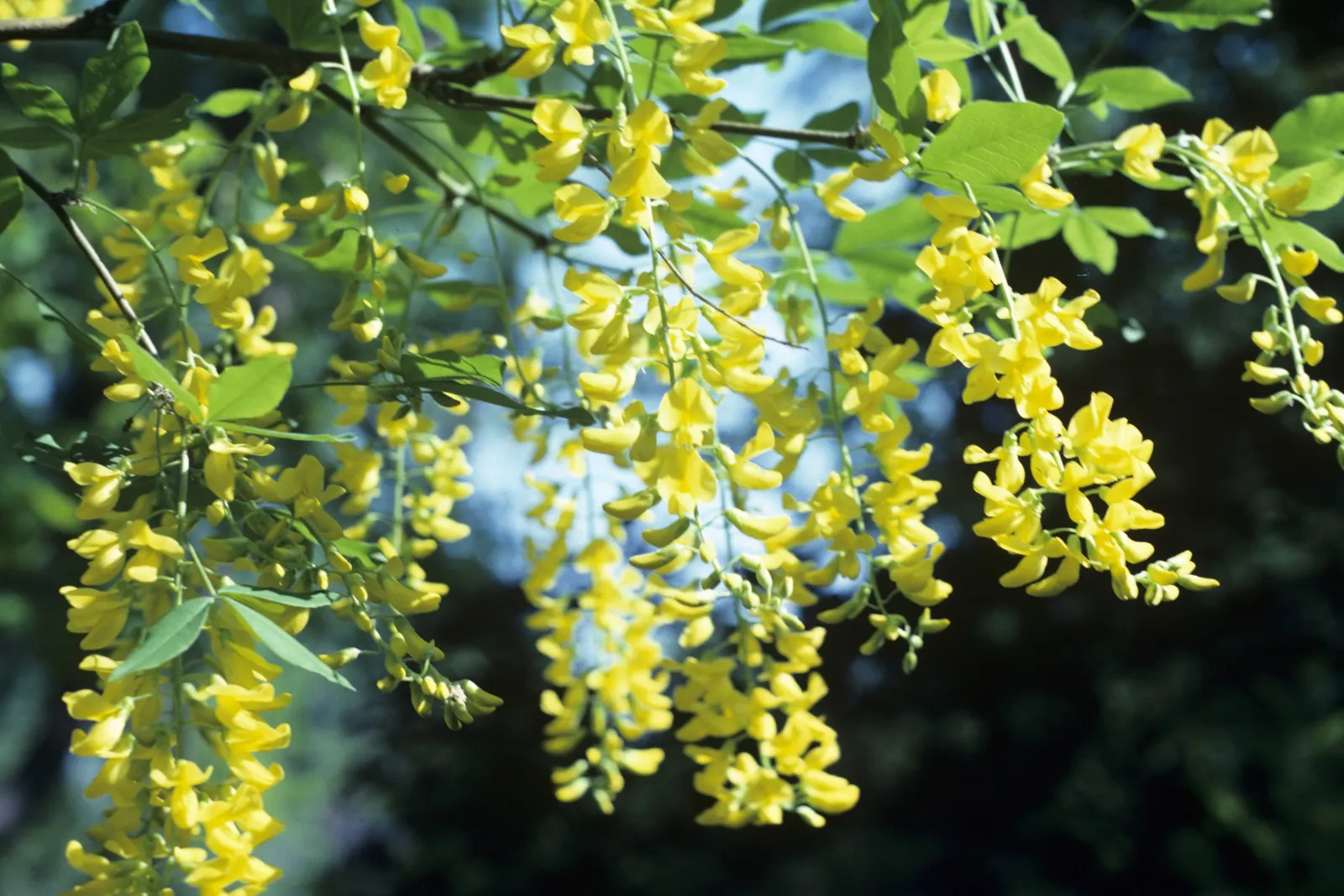 Goldenchain Tree (Laburnum Anagyroides) — which is renowned for its stunning; thriving in USDA zones 5-7, it matures to 15-25 feet high with a, image 108