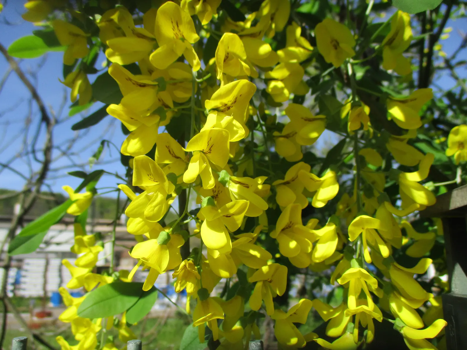 Goldenchain Tree (Laburnum Anagyroides) — the Goldenchain tree adds elegance and a touch of fairy-tale charm to any setting; especially in gardens, image 71