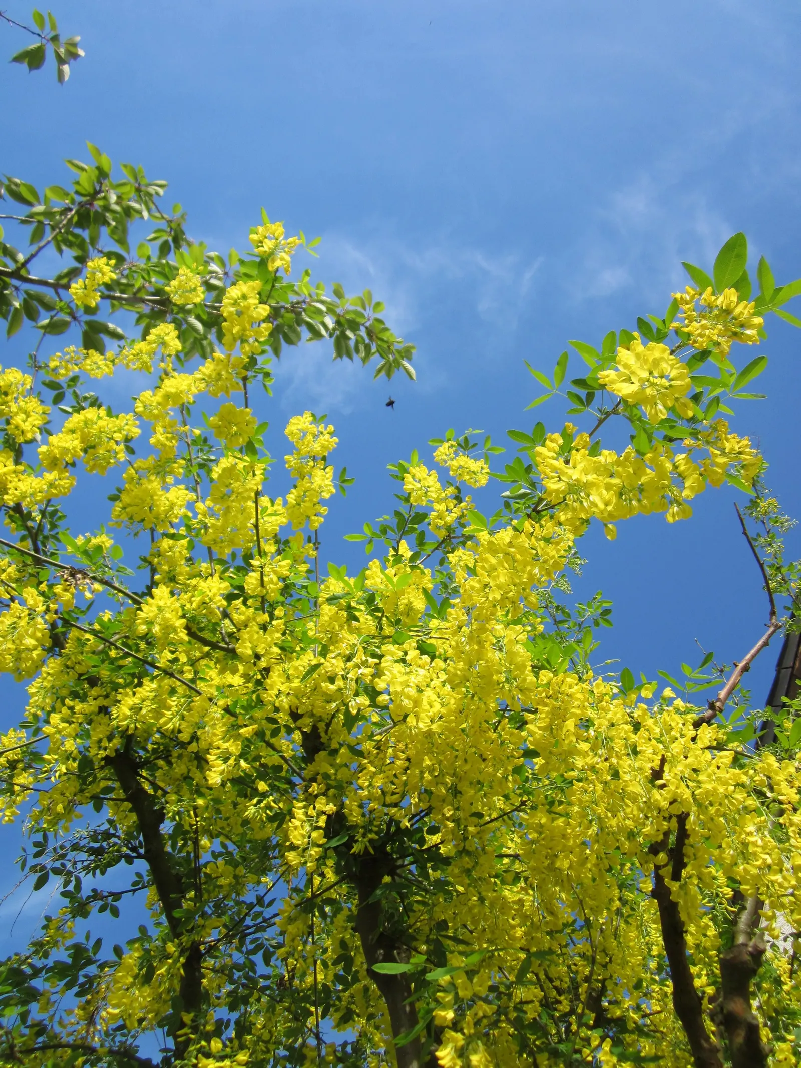 Goldenchain Tree (Laburnum Anagyroides) — The foliage of the Goldenchain tree features trifoliate leaves; reaching up to 10 inches long, image 90