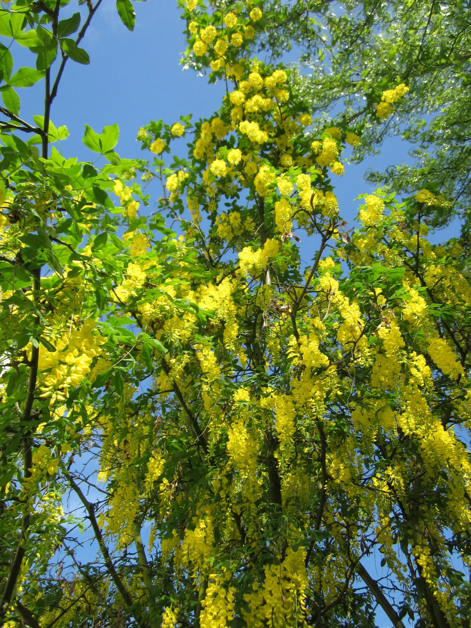 Goldenchain Tree (Laburnum Anagyroides) — tree with yellow blooms