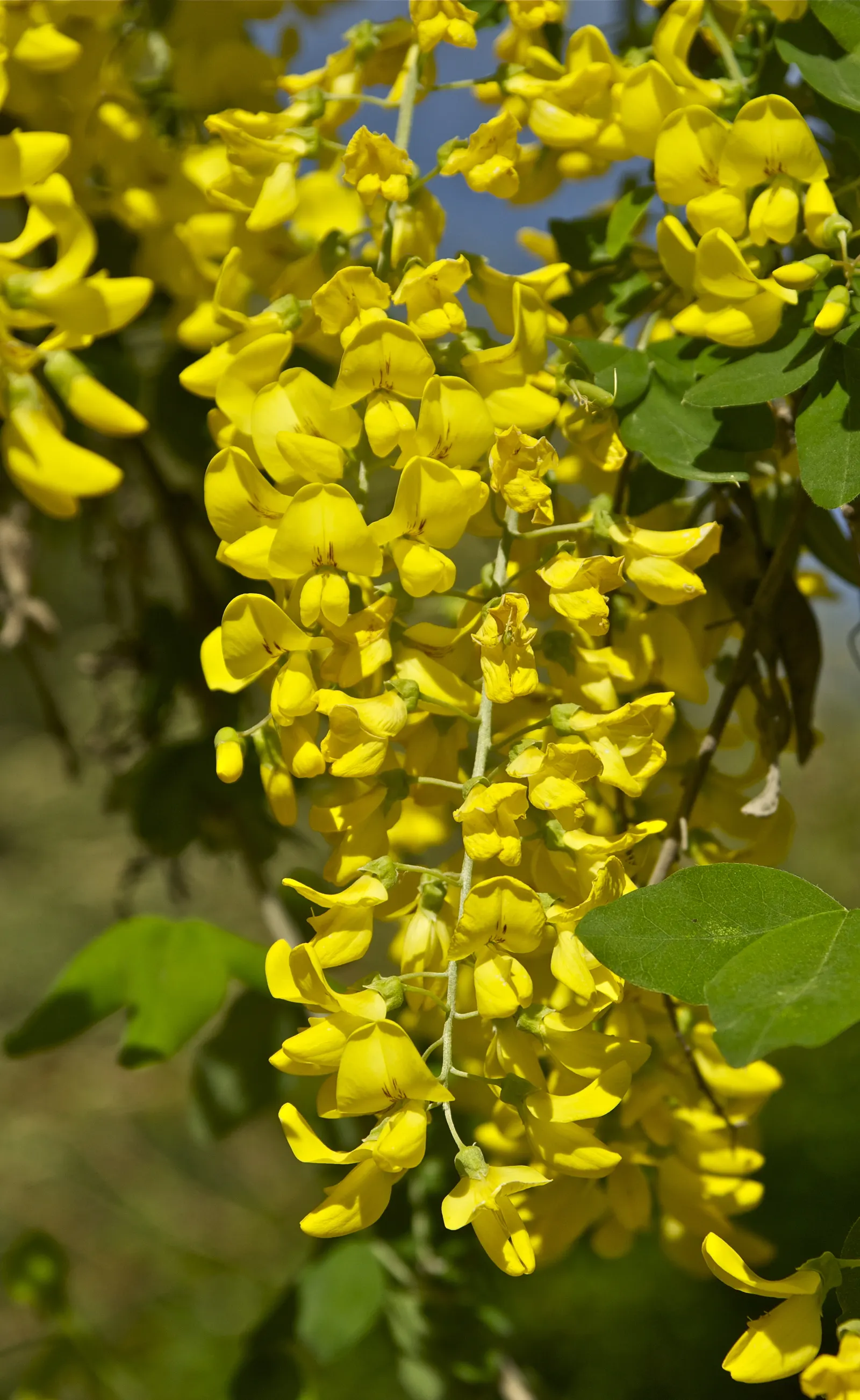 Goldenchain Tree (Laburnum Anagyroides) — this ornamental specimen typically achieves a height of 15 to 25 feet with a spread of 12 to 18 feet, image 61
