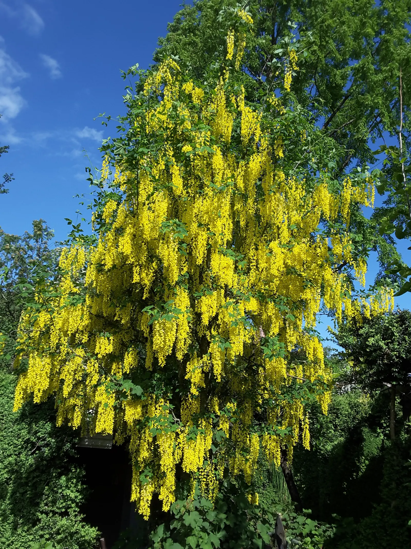 Goldenchain Tree (Laburnum Anagyroides) — Notable for its spring bloom, it requires caution as all parts are toxic if ingested