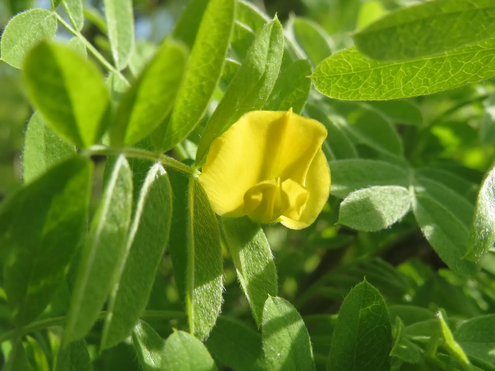 Goldenchain Tree (Laburnum Anagyroides) — This tree thrives in well-drained soil and full sun to partial shade exposure; resembling golden wisteria, image 95