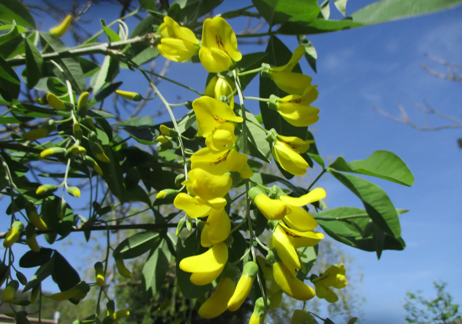 Goldenchain Tree (Laburnum Anagyroides) — Thriving in USDA zones 5-7, it matures to 15-25 feet high with a similar spread; and care should be taken, image 78