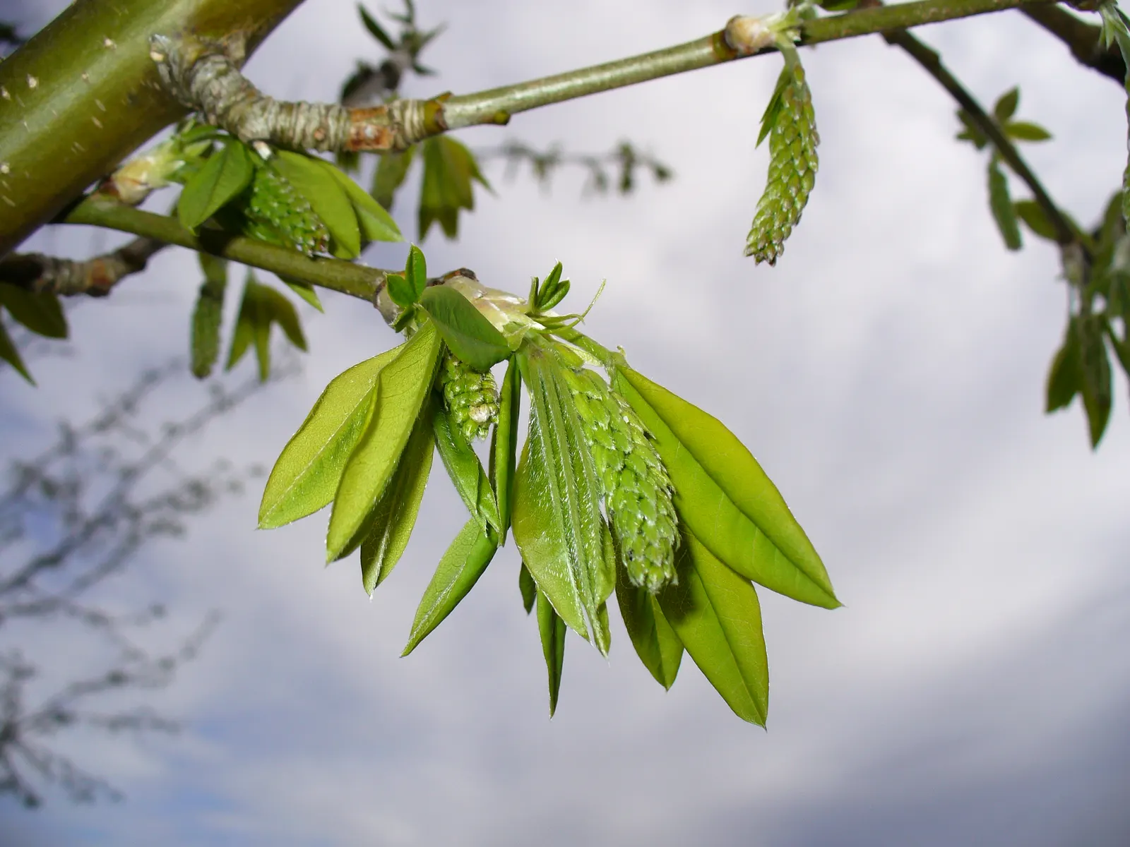 Goldenchain Tree (Laburnum Anagyroides) — Notable for its spring bloom, it requires caution as all parts are toxic if ingested; is a captivating, image 80