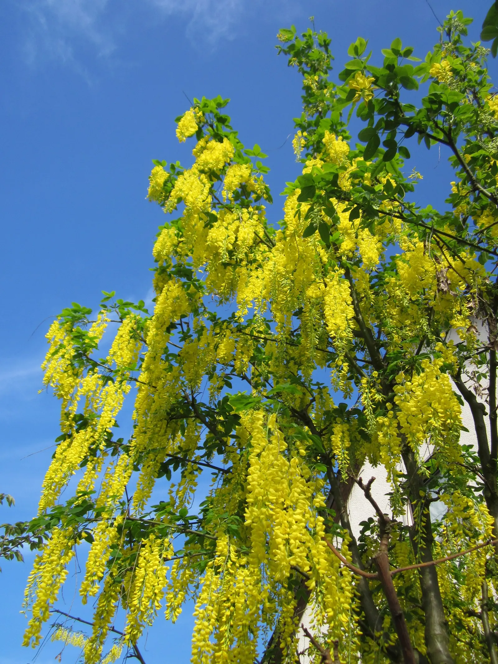 Goldenchain Tree (Laburnum Anagyroides) — reaching up to 10 inches long; this ornamental specimen typically achieves a height of 15 to 25 feet with, image 52