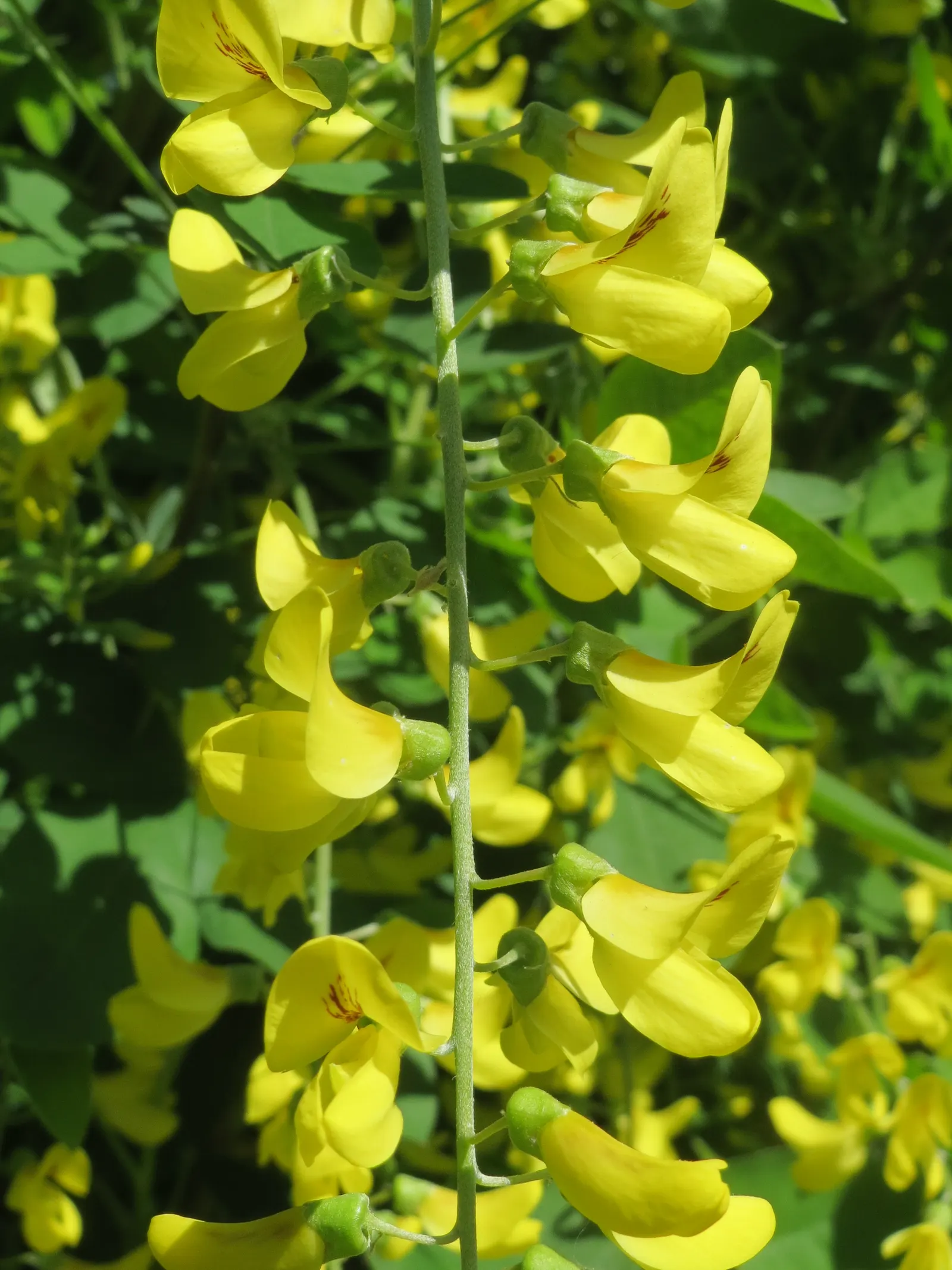 Goldenchain Tree (Laburnum Anagyroides) — Prefers well-draining soil and full sun to partial shade; tree for full or half, image 79