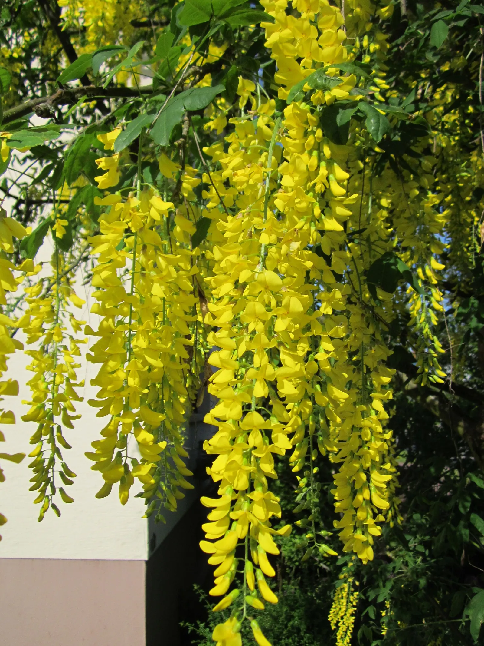Goldenchain Tree (Laburnum Anagyroides) — it's imperative to note that all parts of the plant are highly toxic if ingested; each leaflet measuring up to 3