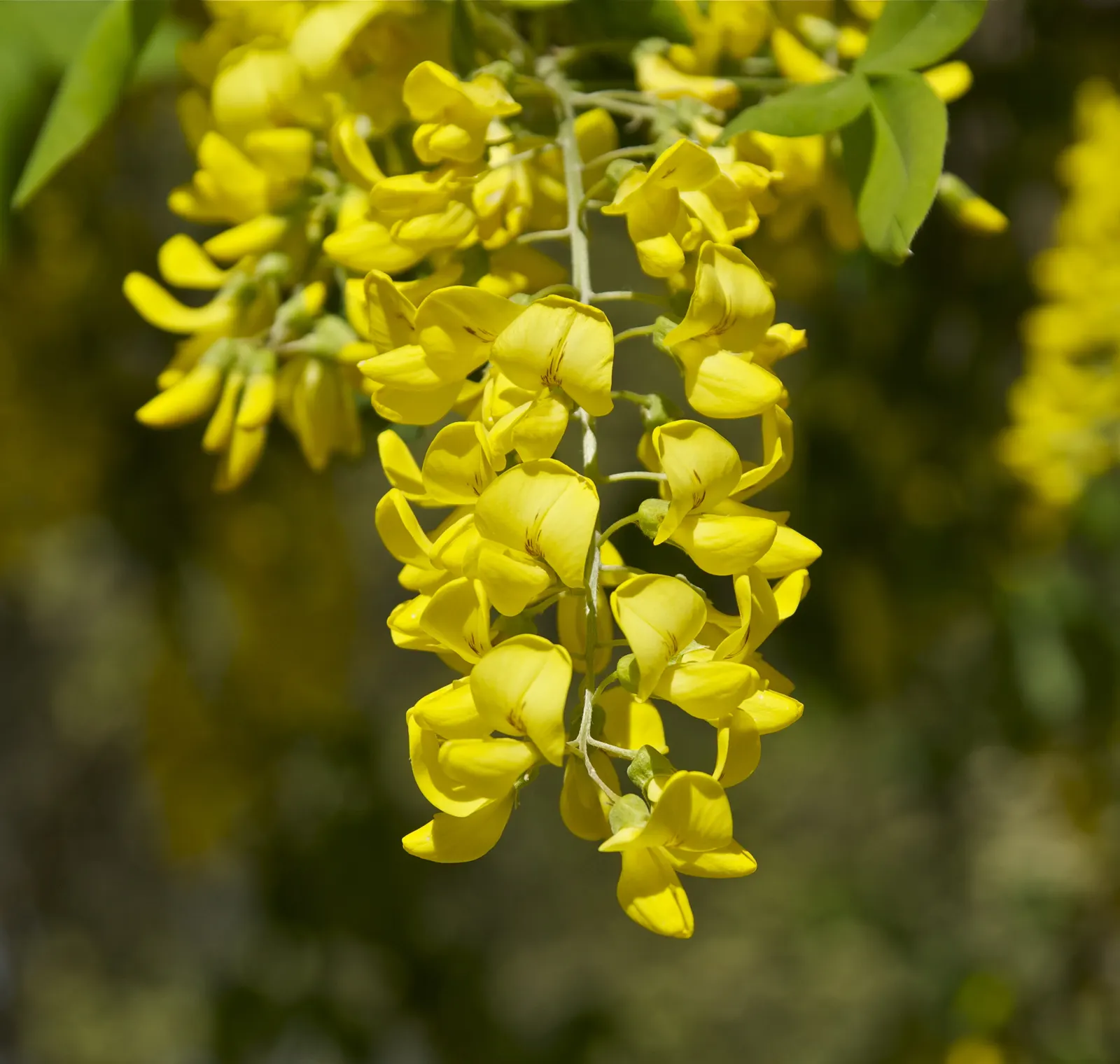 Goldenchain Tree (Laburnum Anagyroides) — This tree thrives in well-drained soil and full sun to partial shade exposure; resembling golden wisteria, image 70