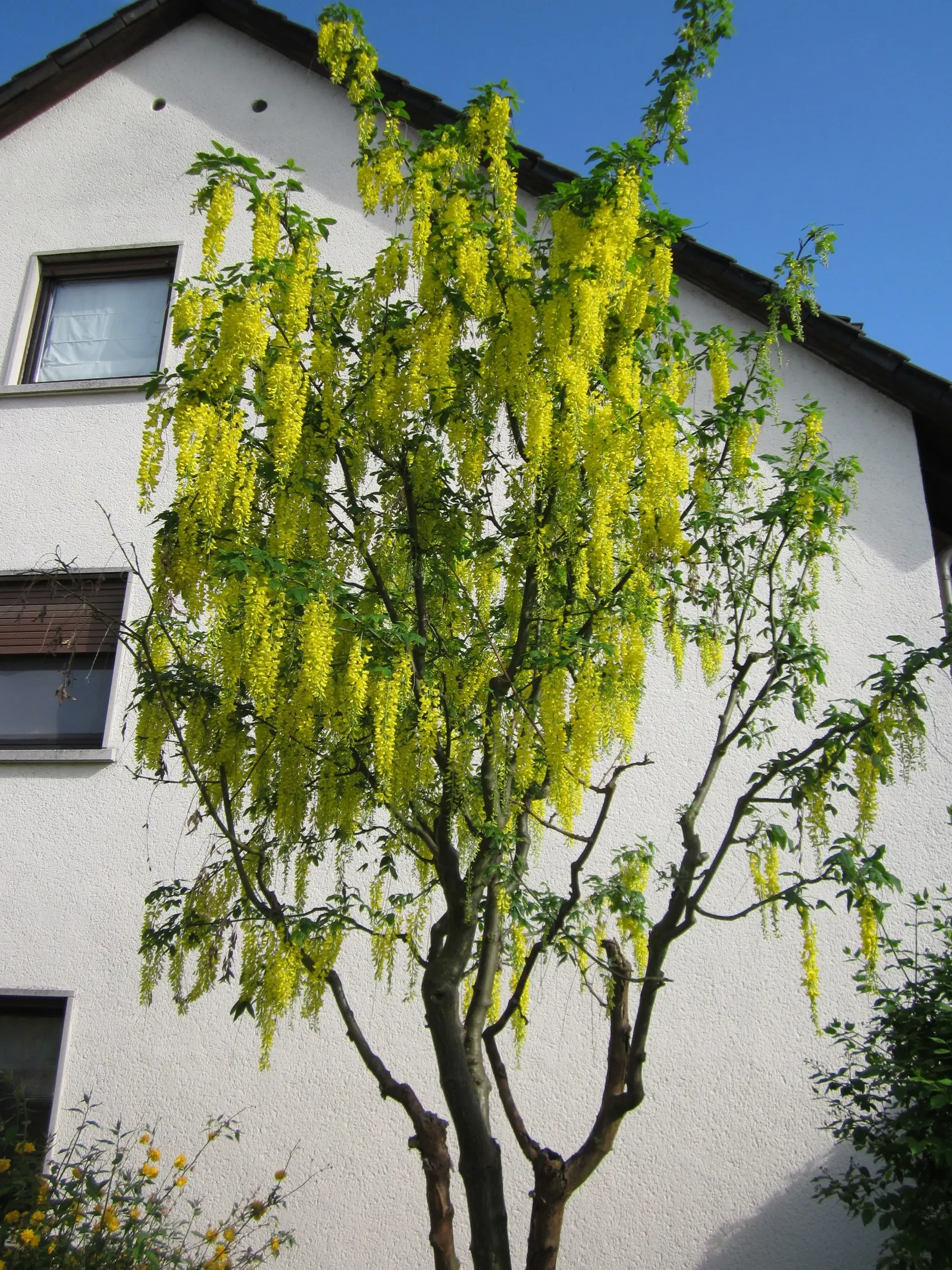 Goldenchain Tree (Laburnum Anagyroides) — which is renowned for its stunning; thriving in USDA zones 5-7, it matures to 15-25 feet high with a similar spread
