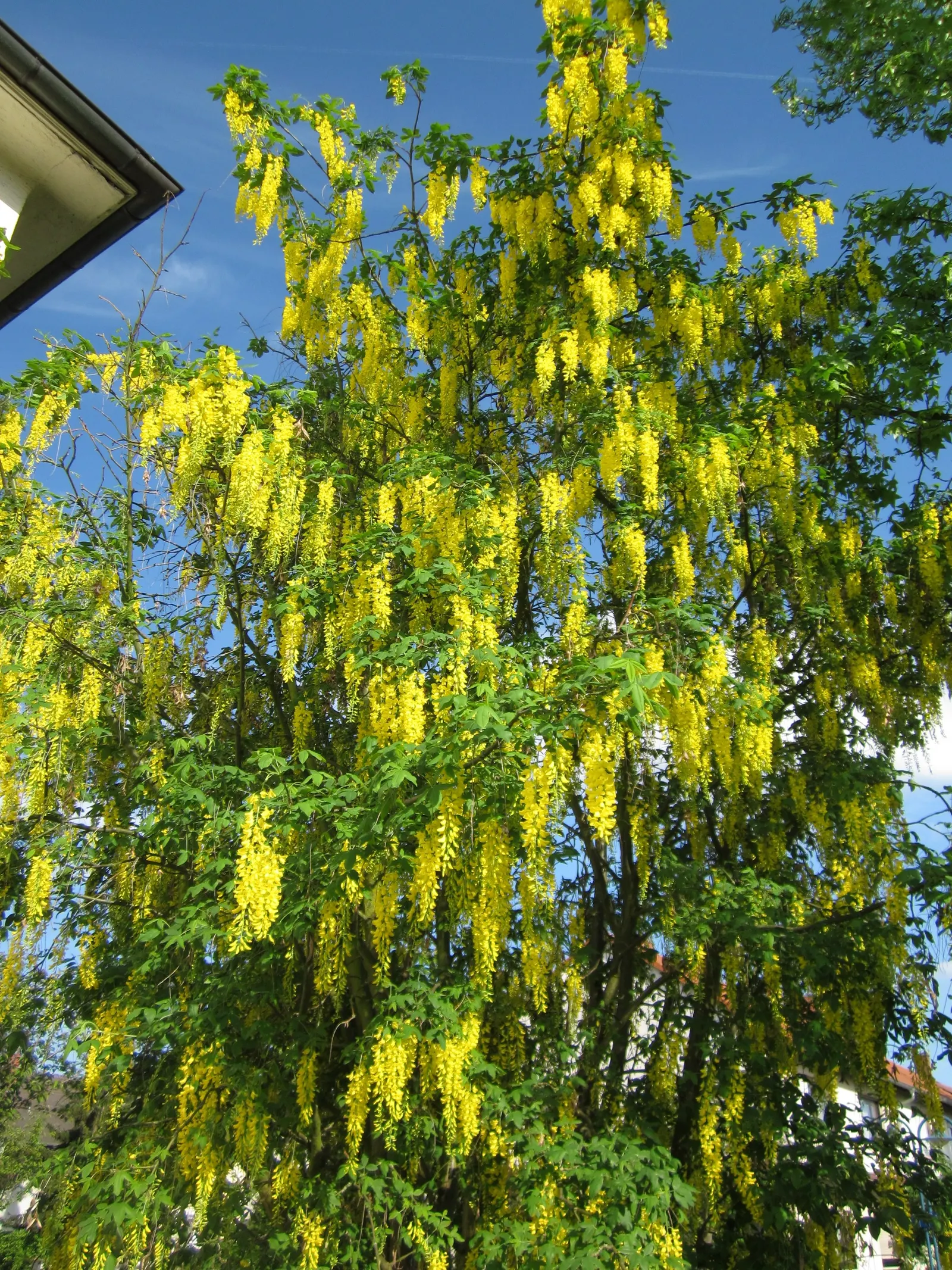 Goldenchain Tree (Laburnum Anagyroides) — hang in clusters that can reach up to 10 inches long