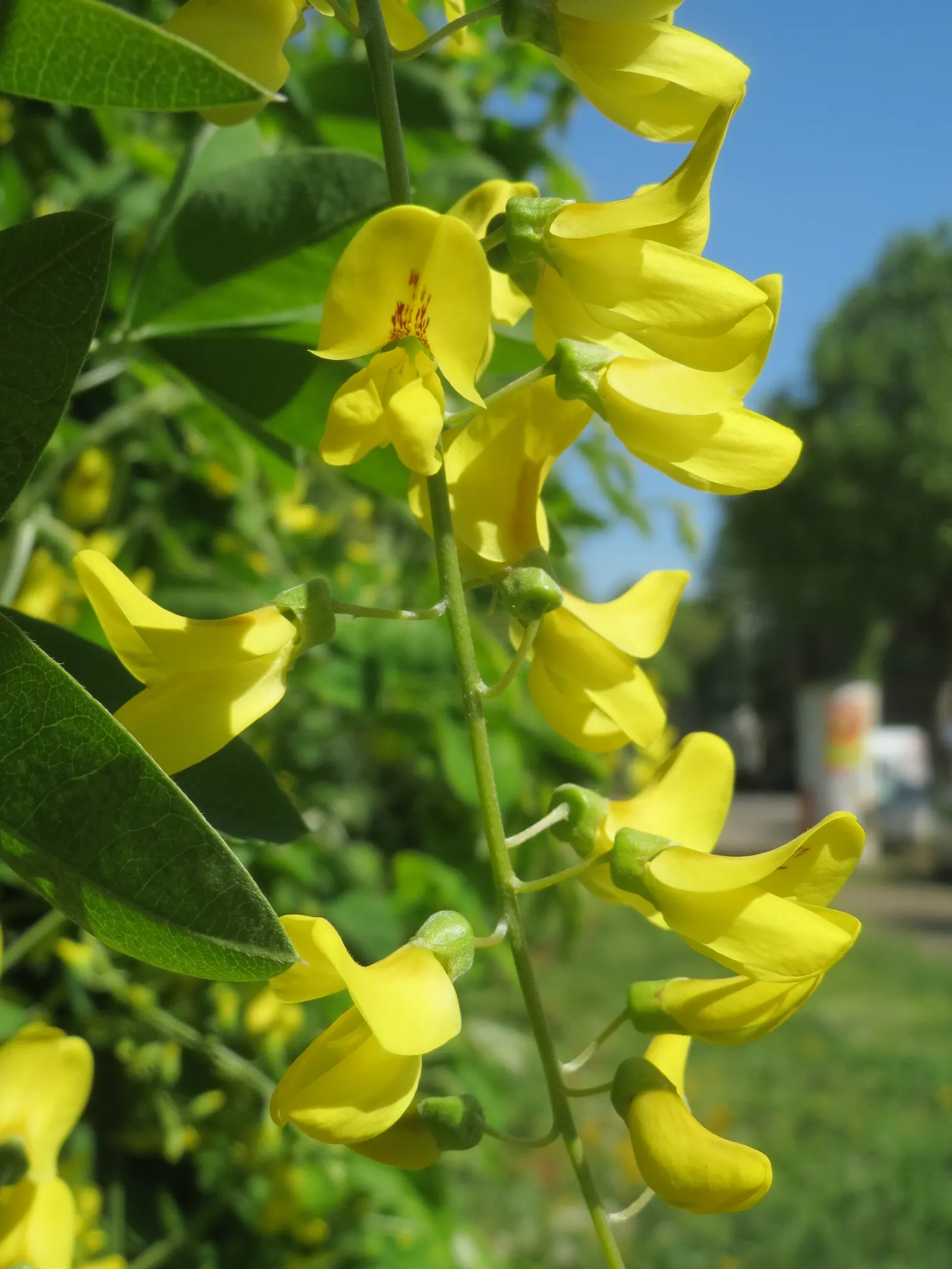 Goldenchain Tree (Laburnum Anagyroides) — tree for full or half; making it an exquisite focal point for a diverse array of landscape designs, image 100