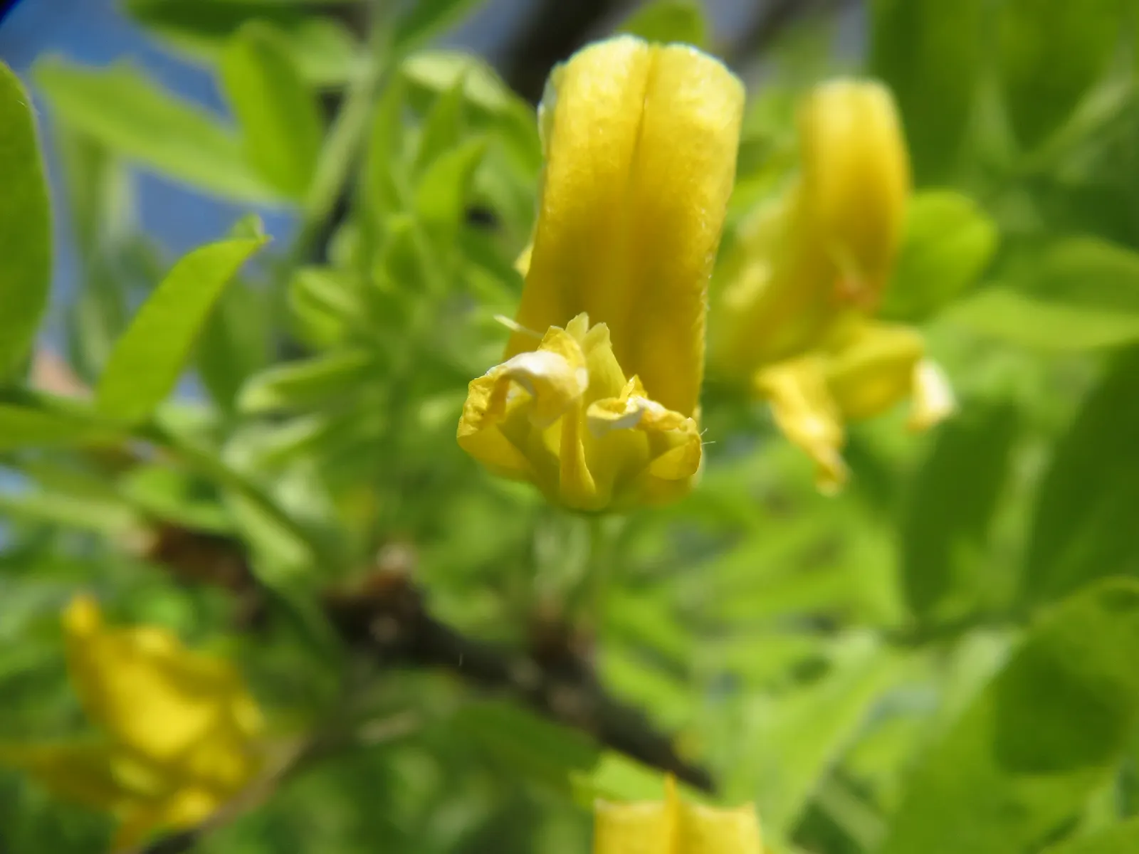 Goldenchain Tree (Laburnum Anagyroides) — Thriving in USDA hardiness zones 5 to 7; it's imperative to note that all parts of the plant are highly, image 110