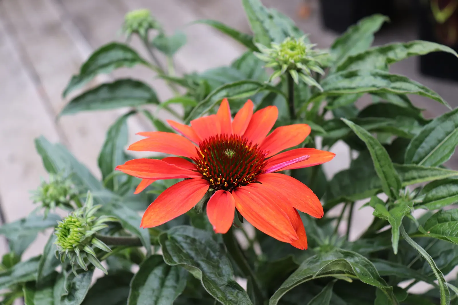 Cheyenne Spirit Coneflower (Echinacea 'Cheyenne Spirit') — although leaving some spent flowers can enhance the winter landscape
