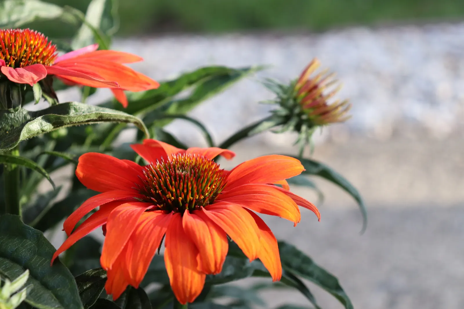 Cheyenne Spirit Coneflower (Echinacea 'Cheyenne Spirit') — boasts rich hues ranging from crimson to gold; drought-resistant and deer-tolerant