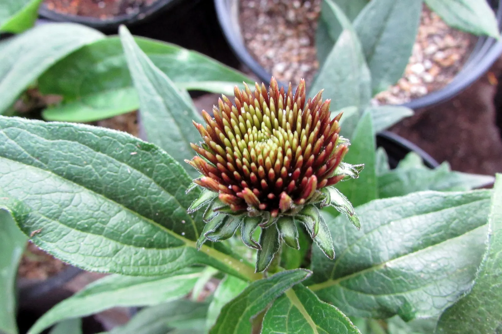 Cheyenne Spirit Coneflower (Echinacea 'Cheyenne Spirit') — <br><br>This coneflower prefers full sun but can tolerate partial shade