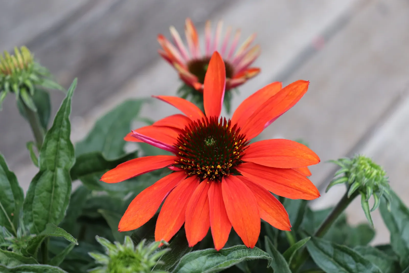 Cheyenne Spirit Coneflower (Echinacea 'Cheyenne Spirit') — deadheading will encourage further blooming