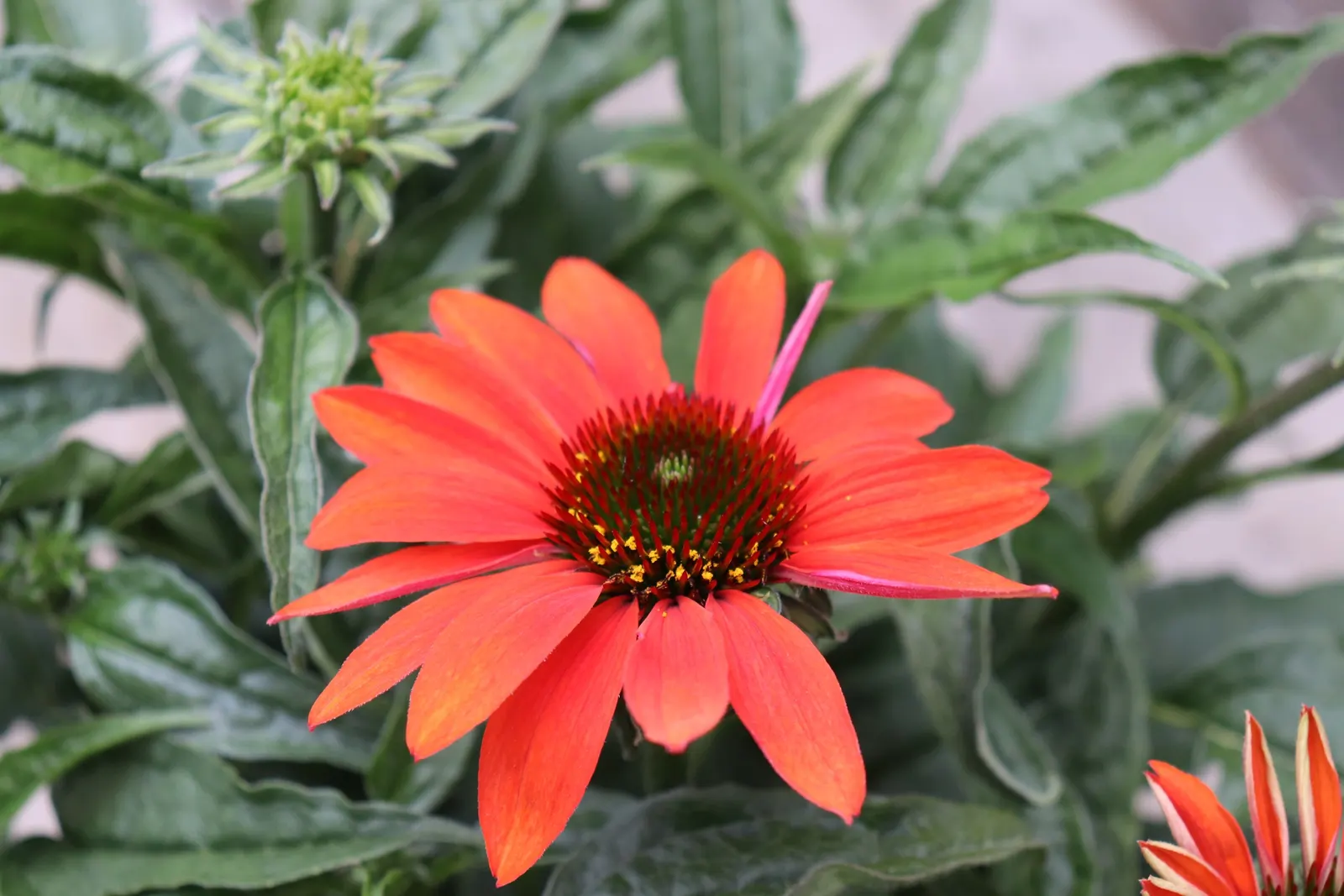 Cheyenne Spirit Coneflower (Echinacea 'Cheyenne Spirit') — is a vibrant and hardy perennial that brings a striking array of colors to any landscape design