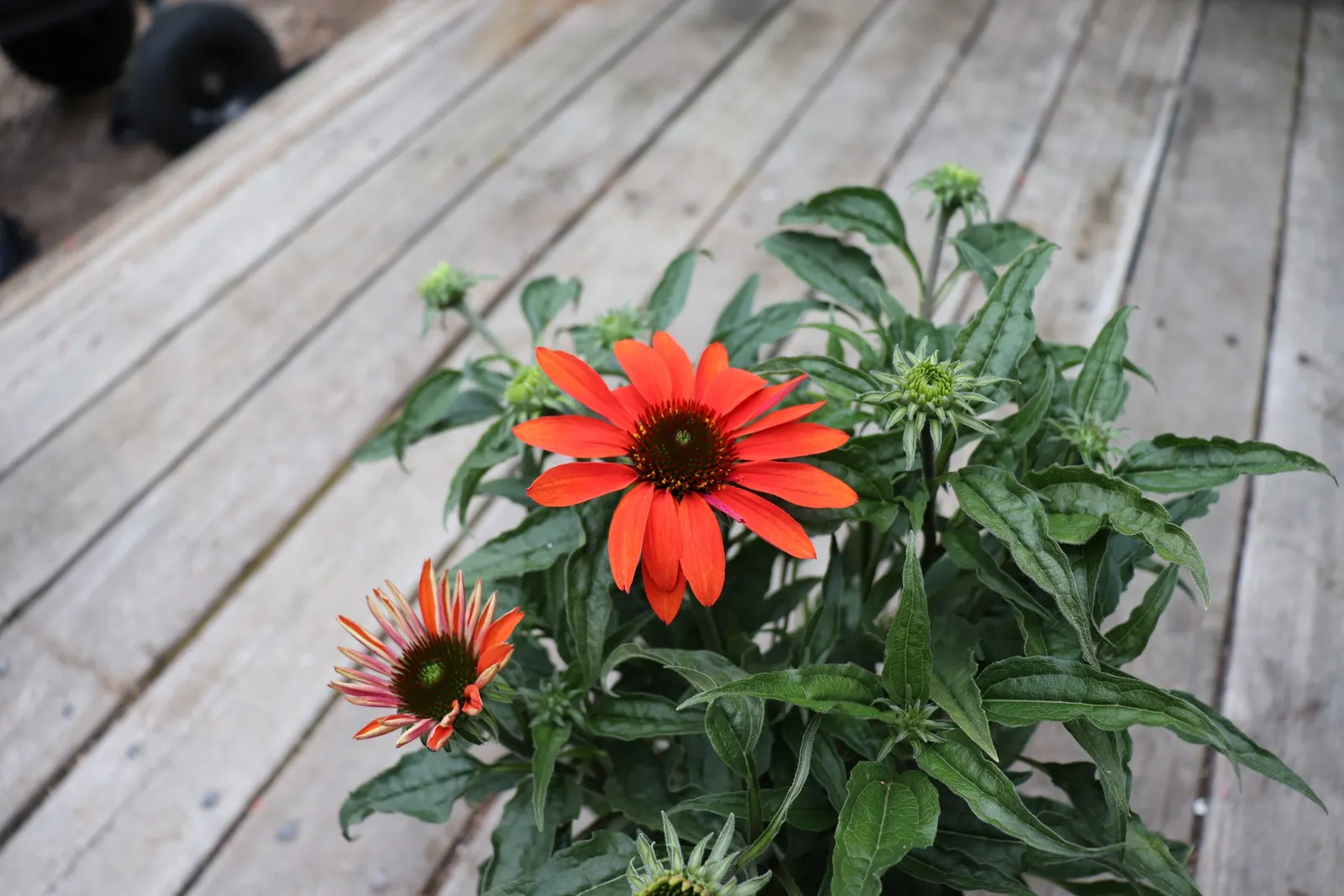 Cheyenne Spirit Coneflower (Echinacea 'Cheyenne Spirit') — Flowering occurs from mid-summer to fall, providing a lengthy display of color and interest