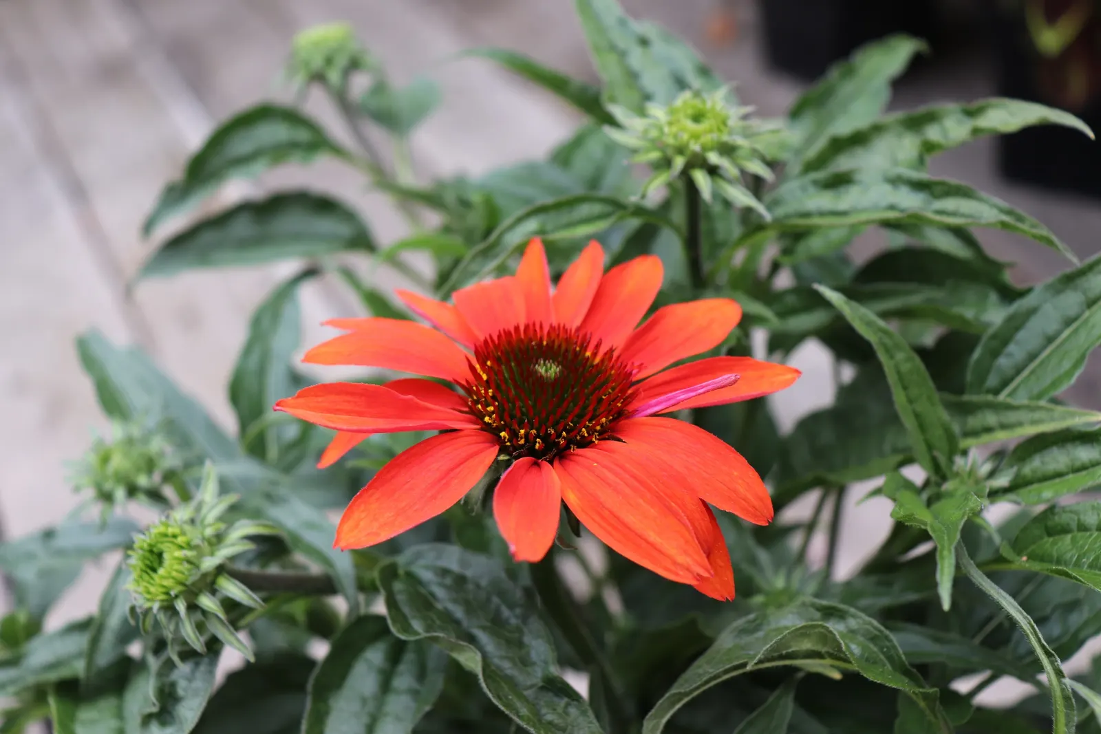 Cheyenne Spirit Coneflower (Echinacea 'Cheyenne Spirit') — Drought-resistant and deer-tolerant