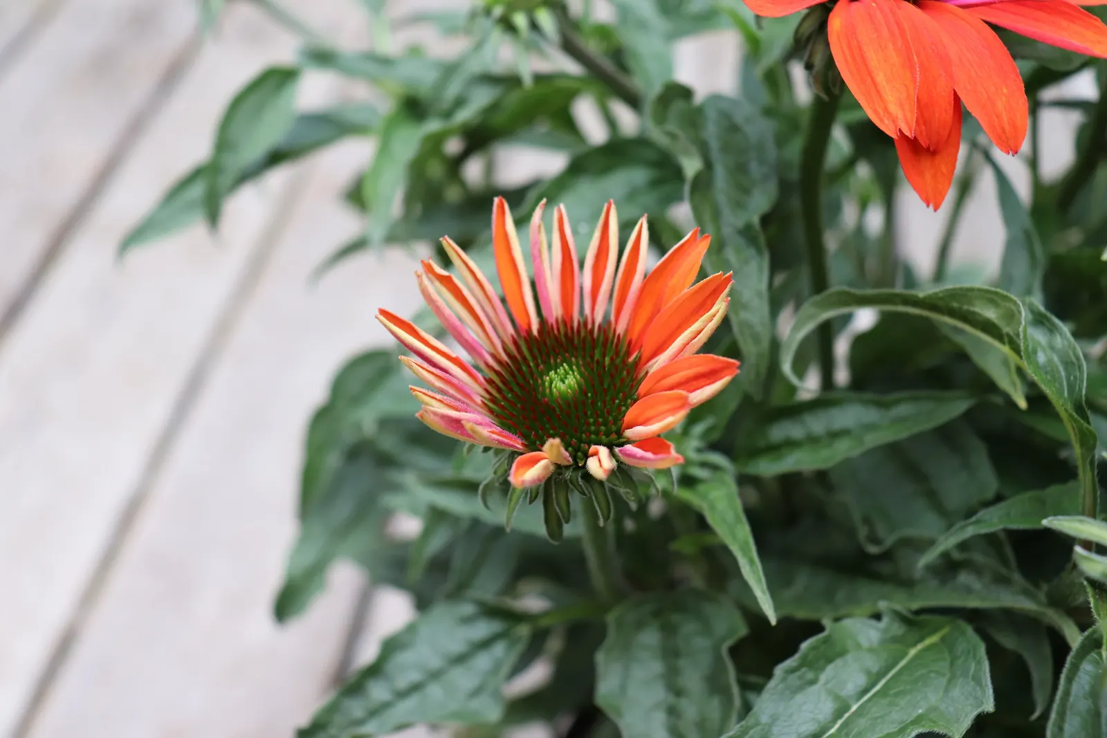 Cheyenne Spirit Coneflower (Echinacea 'Cheyenne Spirit') — serving as a valuable component in a wildlife-friendly garden; it thrives in well-drained soils with