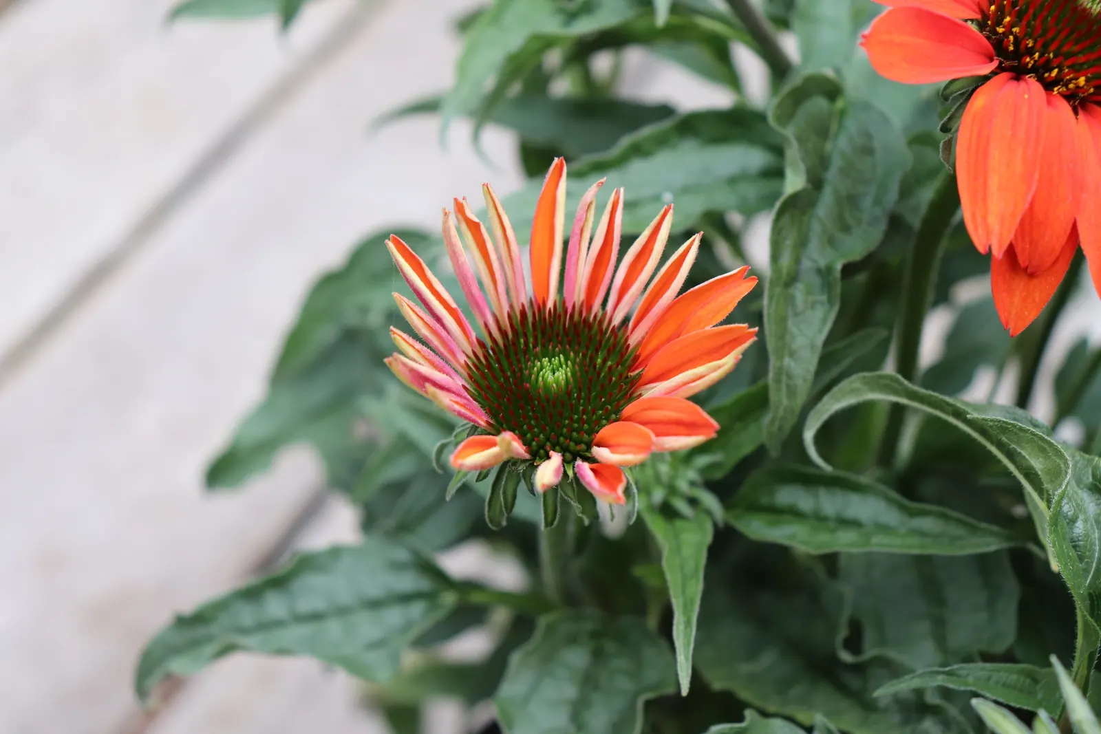 Cheyenne Spirit Coneflower (Echinacea 'Cheyenne Spirit') — This hardy perennial reaches 24-30 inches tall and spreads about 20 inches