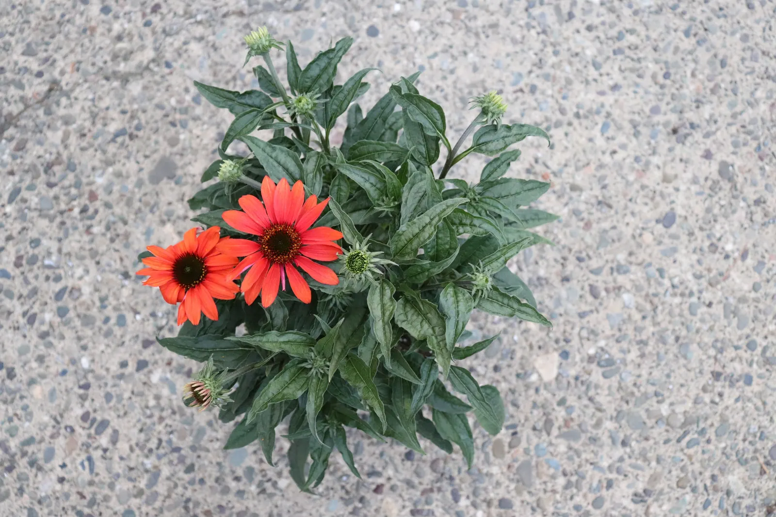 Cheyenne Spirit Coneflower (Echinacea 'Cheyenne Spirit') — well-draining<br>USDA Zone: 4-10