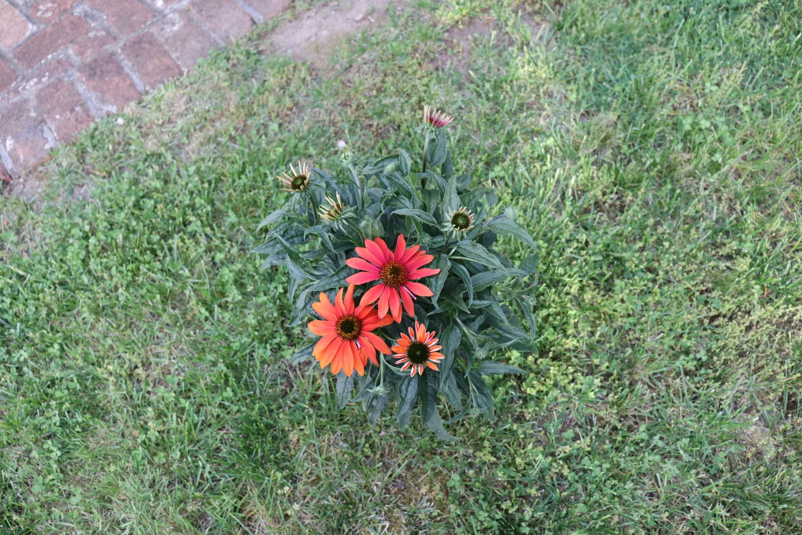 Cheyenne Spirit Coneflower (Echinacea 'Cheyenne Spirit') — Its robust stature and upright habit allow it to stand proudly among other perennials; deadheading