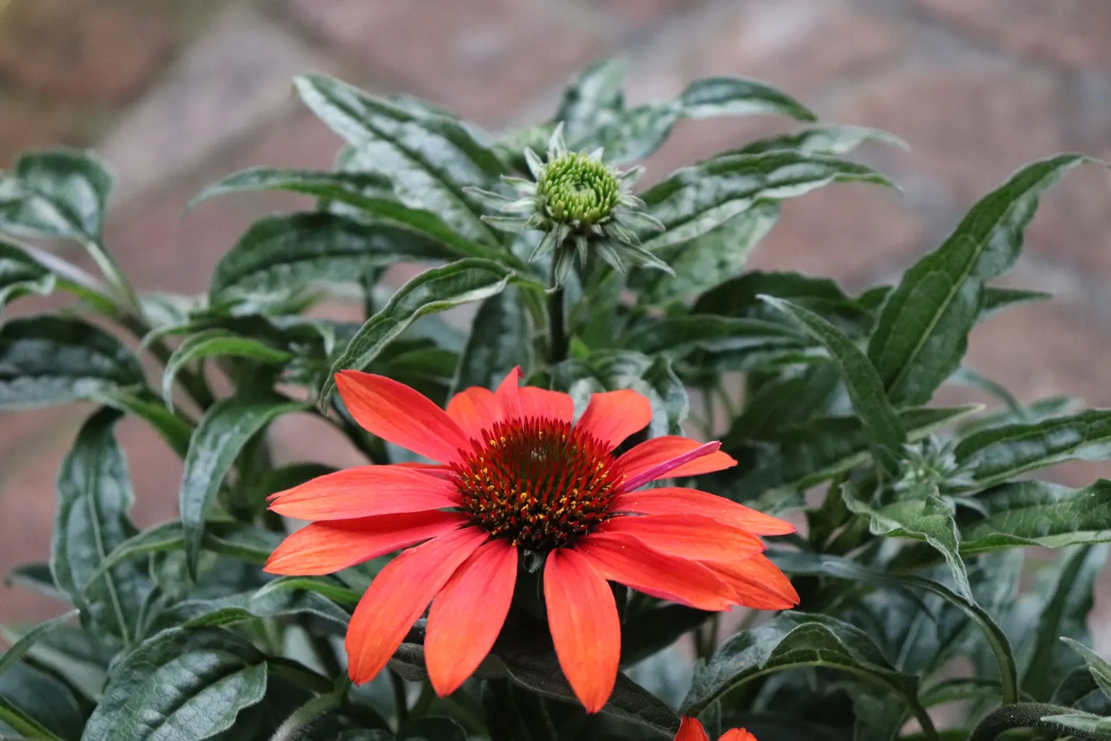 Cheyenne Spirit Coneflower (Echinacea 'Cheyenne Spirit') — Its seed heads also provide winter interest and food for birds.<br><br>For maintenance