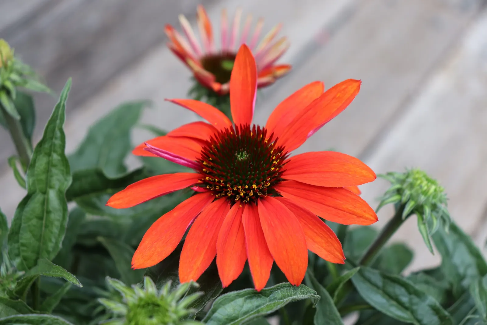 Cheyenne Spirit Coneflower (Echinacea 'Cheyenne Spirit') — Flowering occurs from mid-summer to fall, providing a lengthy display of color and, image 40
