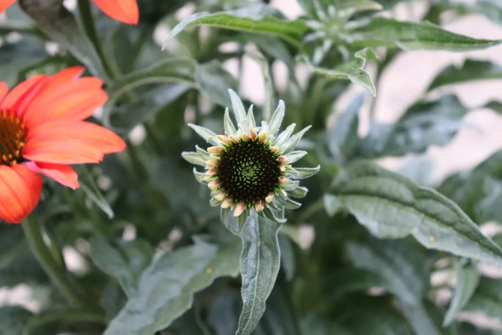 Cheyenne Spirit Coneflower (Echinacea 'Cheyenne Spirit') — Its seed heads also provide winter interest and food for birds.<br><br>For maintenance; this
