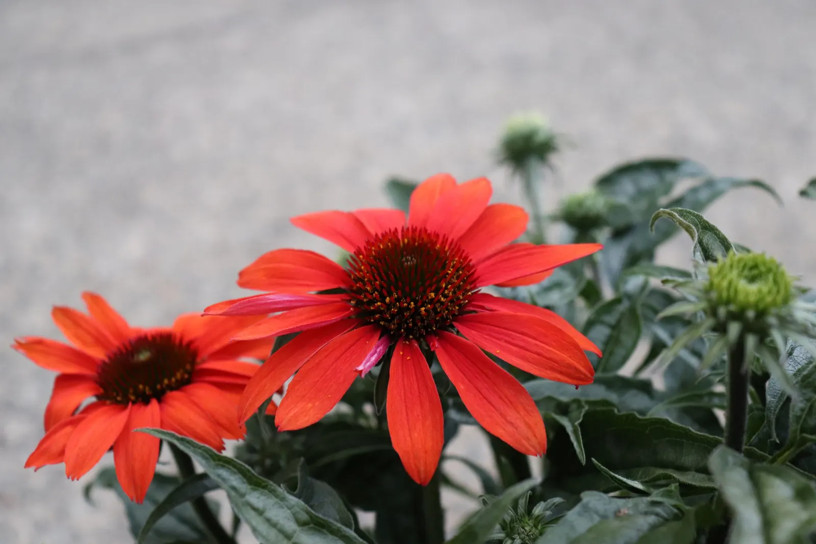 Cheyenne Spirit Coneflower (Echinacea 'Cheyenne Spirit') — Preferring full sun, it thrives in zones 4-10, offering summer-through-fall blooms that attract