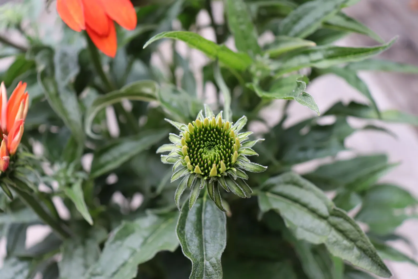 Cheyenne Spirit Coneflower (Echinacea 'Cheyenne Spirit') — serving as a valuable component in a wildlife-friendly garden