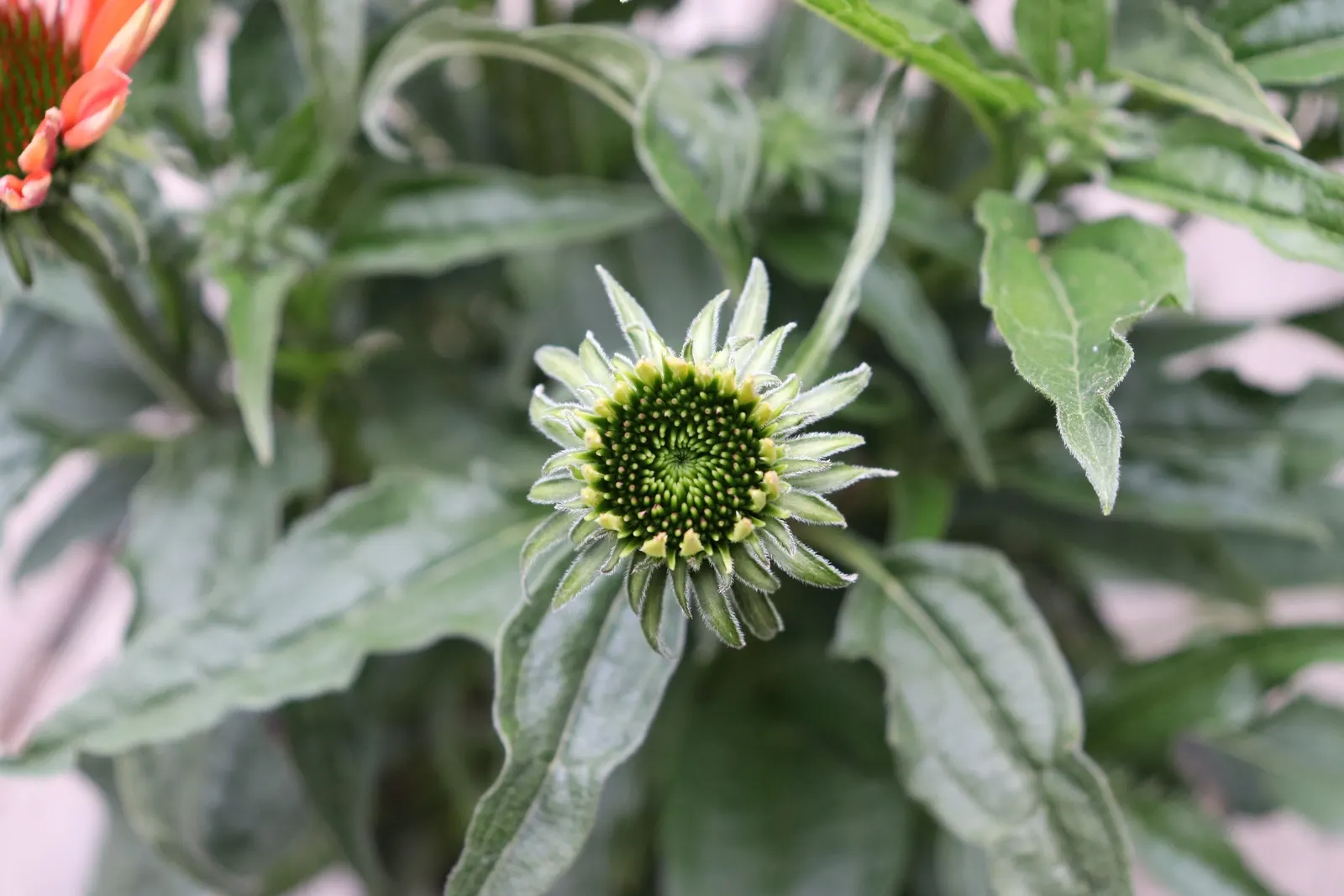 Cheyenne Spirit Coneflower (Echinacea 'Cheyenne Spirit') — Preferring full sun, it thrives in zones 4-10, offering summer-through-fall blooms that, image 30