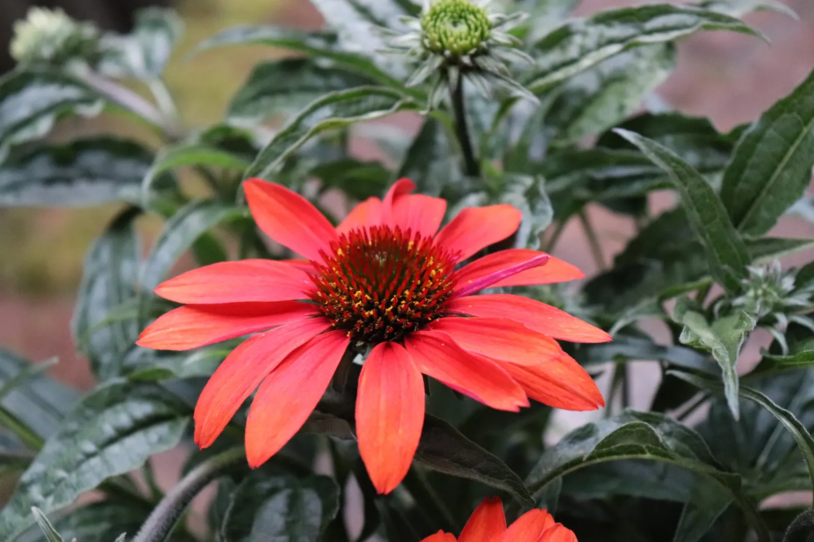 Cheyenne Spirit Coneflower (Echinacea 'Cheyenne Spirit') — making it a versatile choice for garden beds or as a border plant; flowering occurs from mid-summer