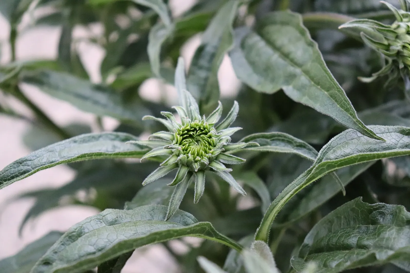 Cheyenne Spirit Coneflower (Echinacea 'Cheyenne Spirit') — This disease-resistant plant generally requires minimal care once established