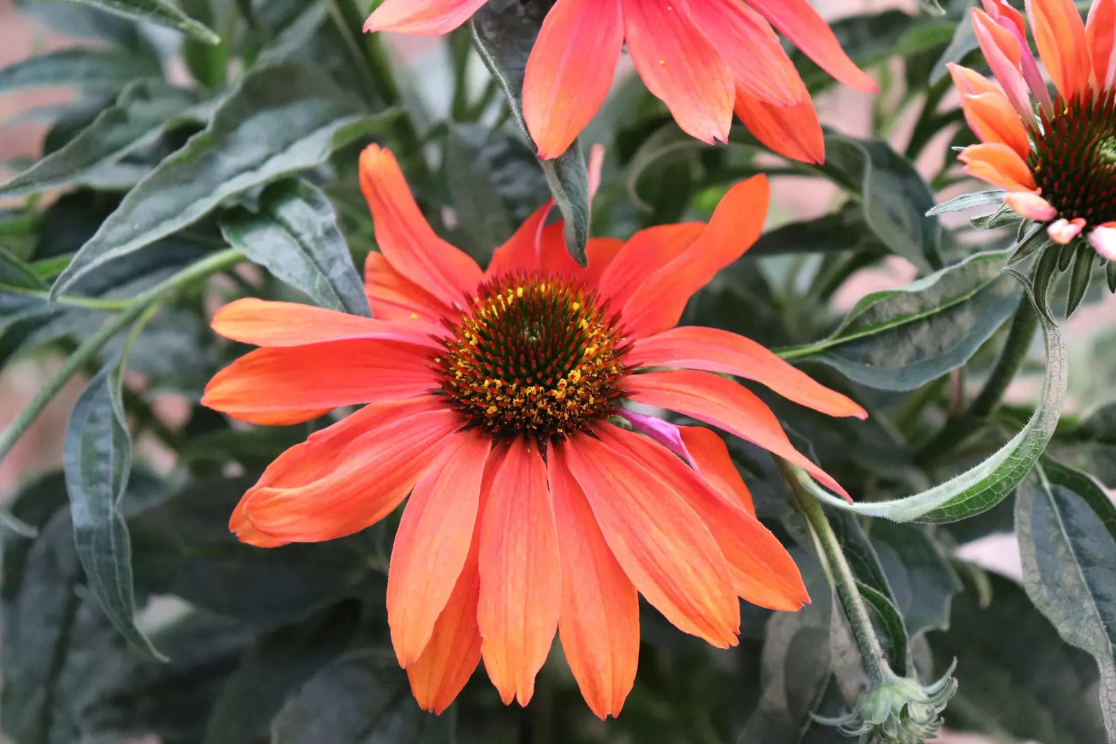 Cheyenne Spirit Coneflower (Echinacea 'Cheyenne Spirit') — It thrives in well-drained soils with a pH that is neutral to slightly acidic; although leaving some