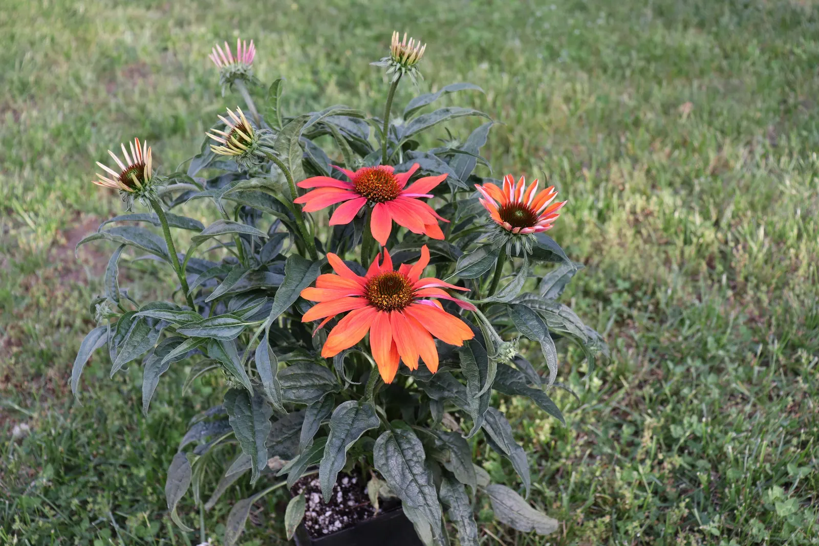 Cheyenne Spirit Coneflower (Echinacea 'Cheyenne Spirit') — or as a colorful accent in sunny gardens