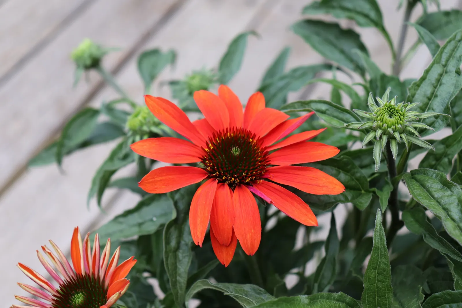 Cheyenne Spirit Coneflower (Echinacea 'Cheyenne Spirit') — perennial with orange and pink and red and white and yellow blooms