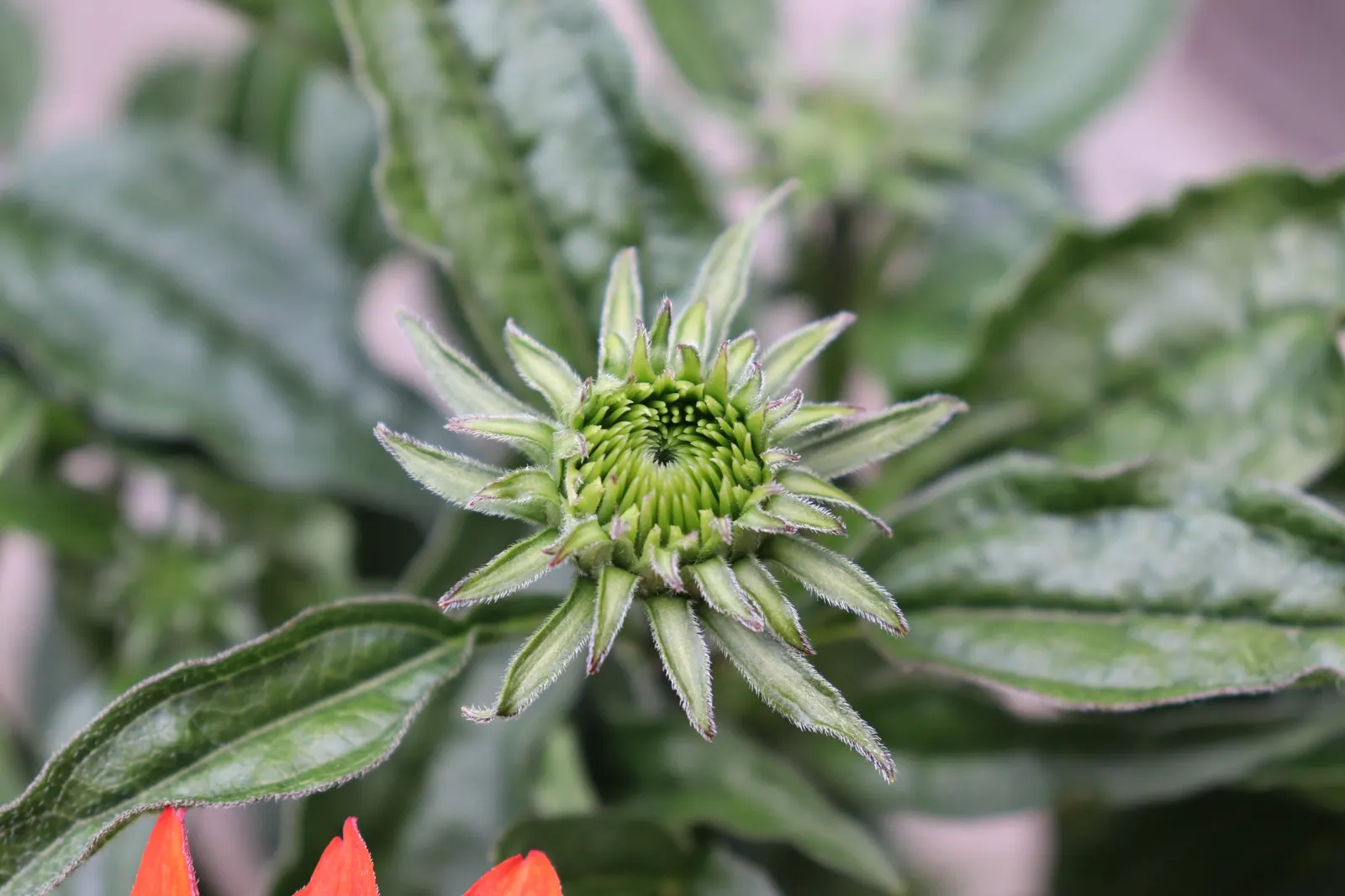 Cheyenne Spirit Coneflower (Echinacea 'Cheyenne Spirit') — It thrives in well-drained soils with a pH that is neutral to slightly acidic