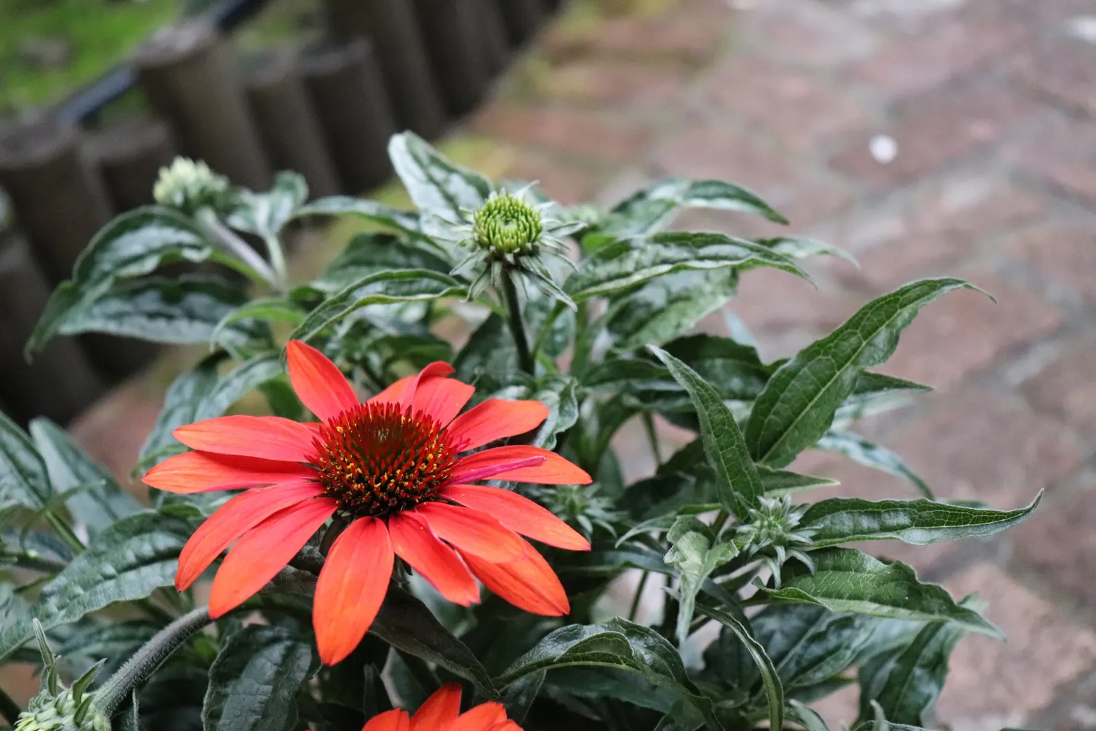Cheyenne Spirit Coneflower (Echinacea 'Cheyenne Spirit') — This cultivar is celebrated for its ability to produce flowers in a variety of warm hues