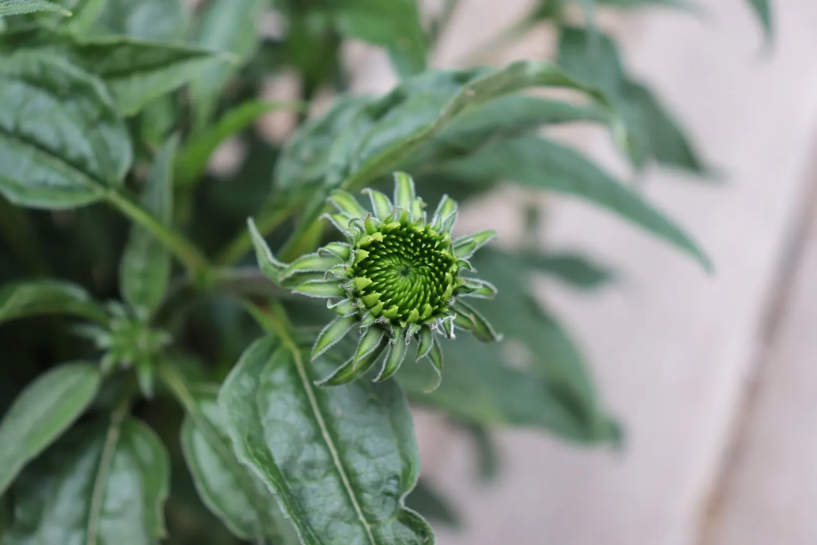 Cheyenne Spirit Coneflower (Echinacea 'Cheyenne Spirit') — boasts rich hues ranging from crimson to gold