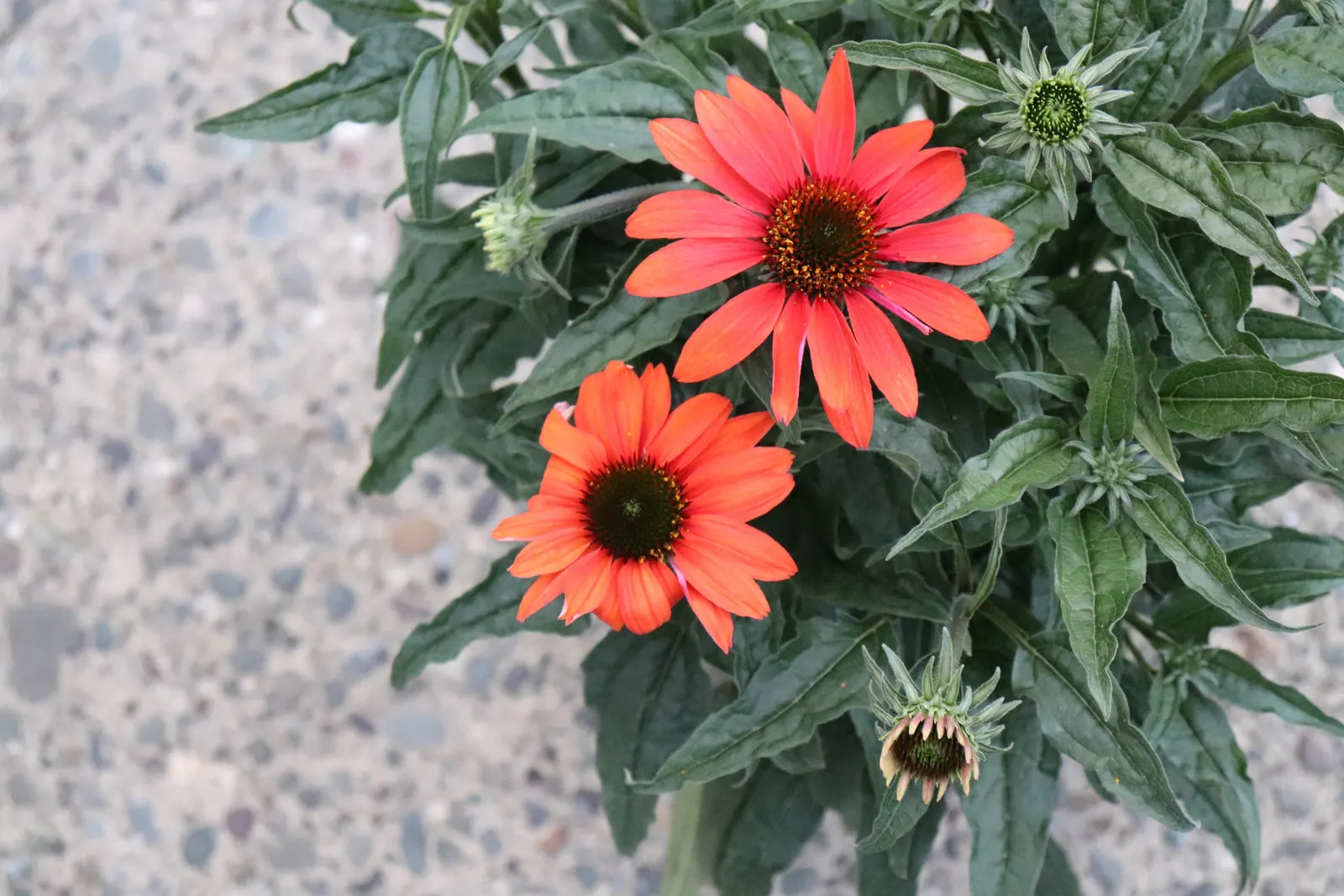Cheyenne Spirit Coneflower (Echinacea 'Cheyenne Spirit') — while its sturdy stems rarely require staking even when fully laden with blooms; perennial for full