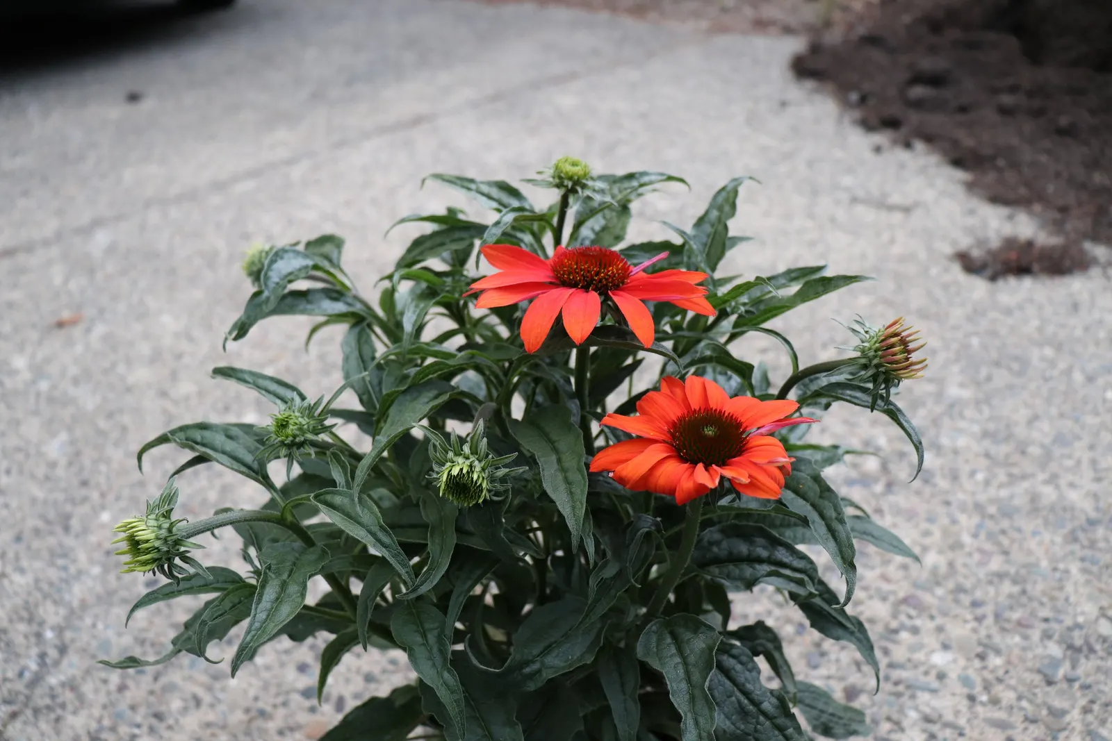 Cheyenne Spirit Coneflower (Echinacea 'Cheyenne Spirit') — <br><br>This coneflower prefers full sun but can tolerate partial shade, image 41