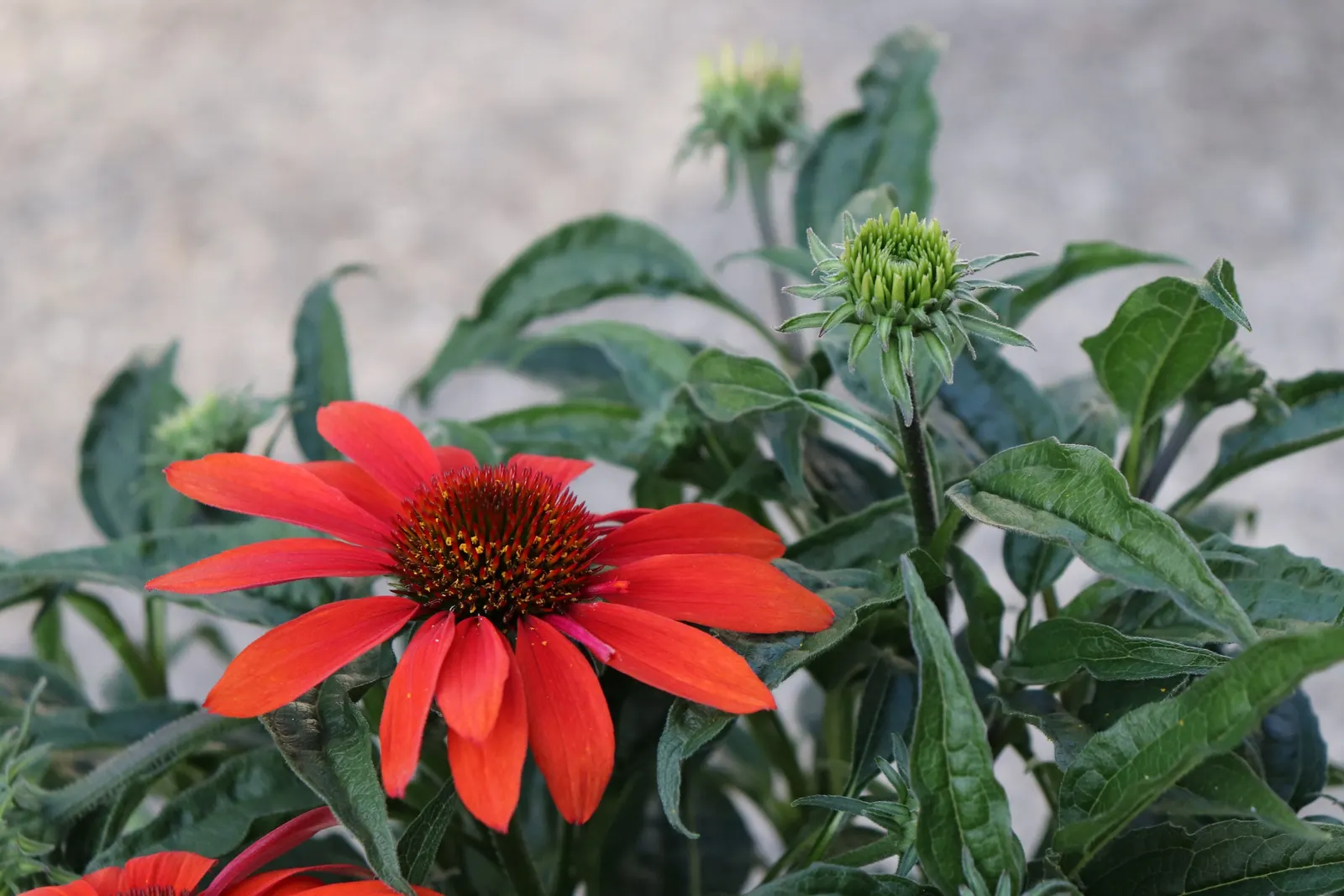 Cheyenne Spirit Coneflower (Echinacea 'Cheyenne Spirit') — orange and pink and red and white and yellow flowers in the garden