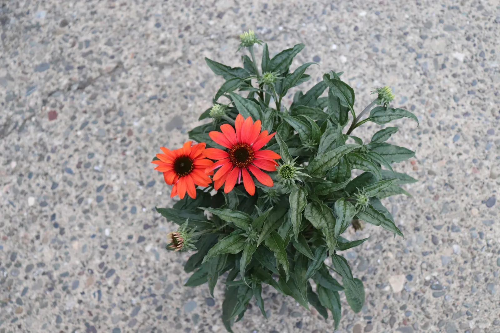 Cheyenne Spirit Coneflower (Echinacea 'Cheyenne Spirit') — Drought-resistant and deer-tolerant; orange and pink and red and white and yellow flowers in the
