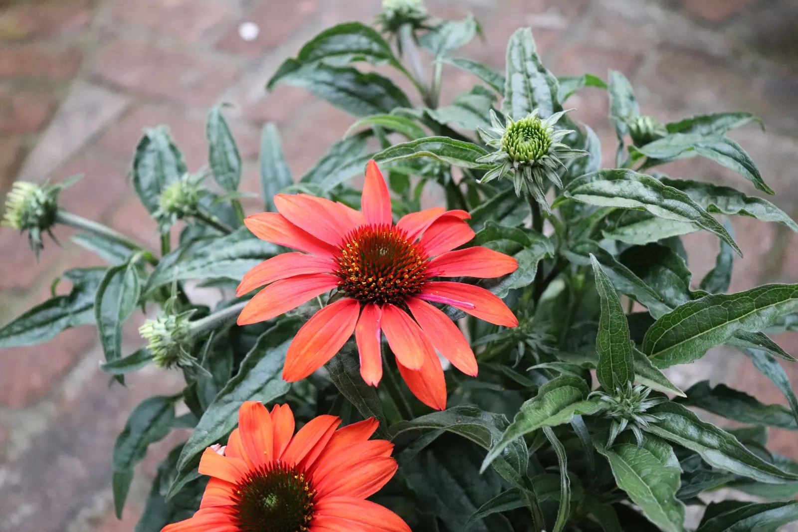 Cheyenne Spirit Coneflower (Echinacea 'Cheyenne Spirit') — though it is advisable to divide clumps every few years to maintain vigor